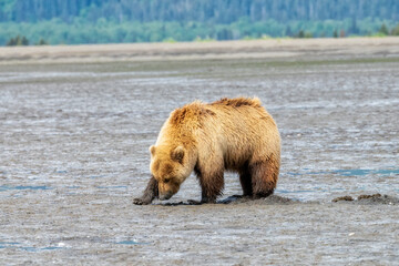 Wall Mural - alaskan brown bear at chinitna bay digging clams on the mud flats