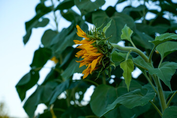 Side view of a yellow sunflower growing in a field.