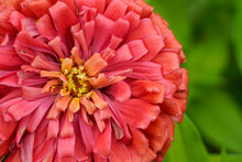 Large Coral, Pink Zinnia Flower Fills The Left Side Of The Image. Floral Background. 