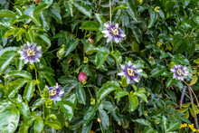 Passion Fruit / Grandiflora Flowers Blooming On Vine And Fruit In Different Stages Of Growth In Organic Garden 