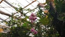 Beautiful Pink Color Flowers Growing Inside Greenhouse, Orbit View