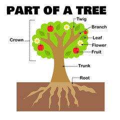 Part of a tree or plant for science and education.Worksheet for kids.Morphology or botany.Tree structure.Leaf, flower and fruit, trunk and branch, and root.Cartoon vector illustration.Flat design.