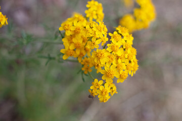 Wall Mural - Yellow blooming terminal indeterminate radiate head inflorescences of Golden Yarrow, Eriophyllum Confertiflorum, Asteraceae, native in Red Rock Canyon MRCA Park, Santa Monica Mountains, Springtime.