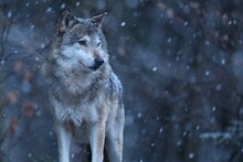 Eurasian Wolf In The Winter Snow Fall