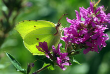 Common Brimstone On The Flower. Beautiful Yellow Butterfly On Purple Flowers.