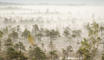 Poster - Sunrise in the Kemeri bog in autumn morning. Foggy swamp. Kemeri, Latvia. 