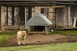 Light-colored dog at the dog's hut and barn.