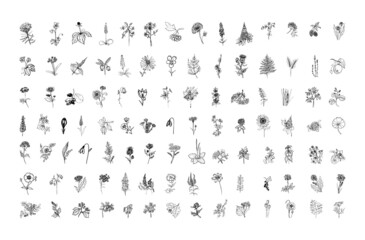 collection of monochrome illustrations of plants in sketch style. hand drawings in art ink style. bl