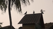 Scene With Pigeons Landing On Roof Of Dovecote In Late Afternoon. Gimbal