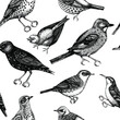 Seamless pattern with hand-sketched detailed birds illustrations in engraved style. Passerine Birds background. Wildlife drawings backdrop. Vintage birds sketches set.