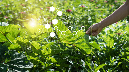 Wall Mural - hand touching plants green with biochemistry structure on background. science of plant research, chr