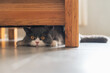 British Shorthair hiding under the table