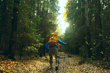 Wall Mural - autumn camping in the forest, a male traveler is walking through the forest, yellow leaves landscape in October.