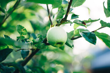 green apple on the tree in the garden