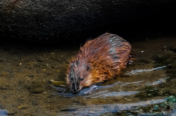 Wall Mural - otter in the water