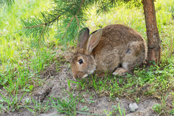 Wall Mural - Adult brown rabbit eating grass under a pine tree. Summertime. Space for copy.