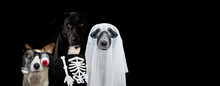 Banner Three Dogs Celebrating Halloween Dressed As A Zombie, Ghost, Skrull Costume. Isolated On Black Background