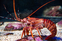 Rock Lobster Photographed Underwater.  
