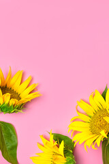 Fotomurales - Flat lay Sunflower natural background. Beautiful fresh yellow sunflower with green leaves on pink background top view copy space. Flower card, wallpaper. Harvest time, agriculture, farming
