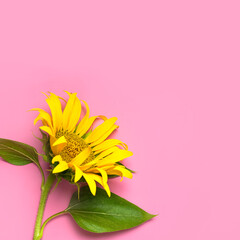 Fotomurales - Flat lay Sunflower natural background. Beautiful fresh yellow sunflower with green leaves on pink background top view copy space. Flower card, wallpaper. Harvest time, agriculture, farming