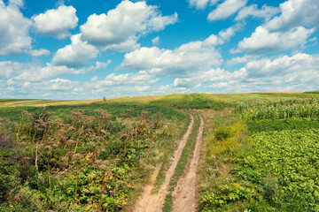 Rural landscape with dirt country road  in summer. Top view