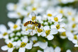 © View Stock - In the west of henan funiu area live  bee (macro photography)