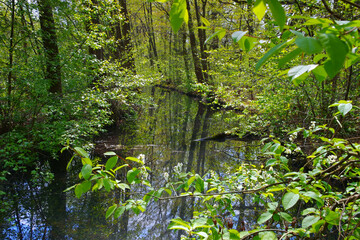 Sticker - Spreewald Fließ im Hochwald - Spree Forest  water canal in spring