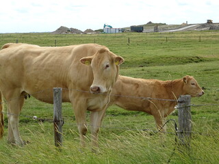 Weiße Hallig-Kuh