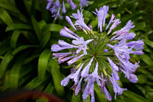 African Lily In The Garden, Plant With Beautiful Purplish Blue Flowers 