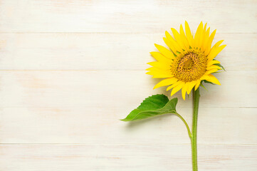 Fotomurales - Yellow sunflowers, green leaves on white wooden background top view copy space. Beautiful fresh sunflowers, yellow flowers bouquet. Harvest time farming Agriculture autumn or summer floral background
