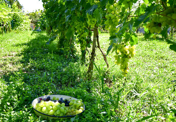 Wall Mural -  Vineyard. Wine planting. Red  and white wine grapes on vine in vineyard, close-up Red wine grapes on vine in vineyard, close-up 