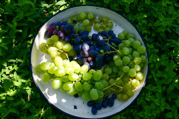 Wall Mural -  Vineyard. Wine planting. Red  and white wine grapes on vine in vineyard, close-up Red wine grapes on vine in vineyard, close-up 