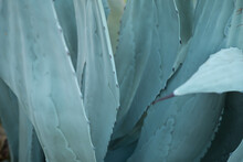 Agave Plant. Abstract Blue Natural Background Pattern Of Blue Leaves Tropical Agave Cactus. Blooming Agave Bush Texture Tropical Plant As Natural Line Pattern.
