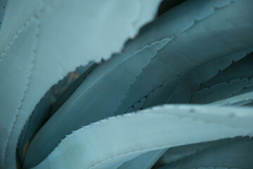 Abstract blue natural background pattern of blue leaves tropical Agave cactus plant. Blooming Agave bush texture tropical plant as natural line pattern.