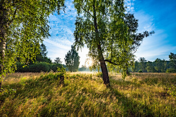 Canvas Print - ray of sunshine through the tree