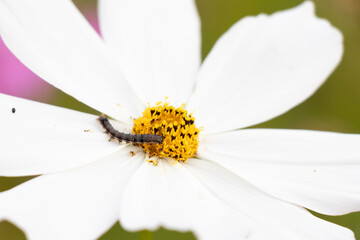 Wall Mural - Closed up of worm on white color cosmos (Mexican aster) flower background