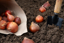 Planting Tulip Bulbs In The Ground In The Fall In Your Garden. How To Plant Tulips