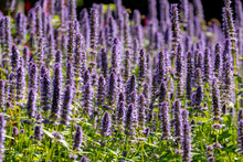 Selective Focus Of Purple Blue Flower Korean Mint In The Garden, 
Blue Fortune Or Agastache Rugosa Also Known As Wrinkled Giant Hyssop Is An Aromatic Herb In The Mint Family, Nature Floral Background.