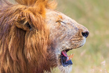Male Lion With A Open Mouth And Closed Eyes