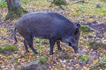 Canvas Print - Wild boar as grubs in the soil