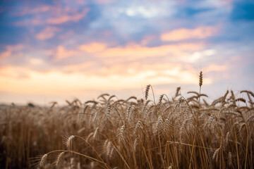 Wall Mural - Bright colorful landscape of field of ripe wheat with a vibrant clouds in the background. Beautiful evening in the field of wheat