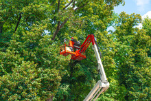 Tall Tree Cutting Service. Worker In A Safety Helmet Standing On A Crane Platform Against The Emergency Old Trees.