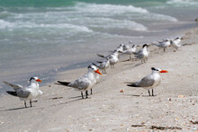 Flock Of Royal Terns On Ocean Shore Line