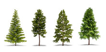 Pine Tree, Scots Pine, Northern White Pine, Cluster Pine. Trees Isolated On White Background