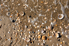 A Pile Of Shells Of Different Shapes And Sizes On The Shore Of The Beach, In The Sand And A Wave Retreating,