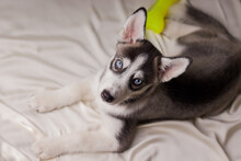 Siberian Husky Puppy Close-up. Copy Space