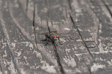 Sticker - insect common house fly on a gray wooden textured background, fly on an old terrace, selective focus