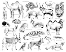 Monochrome Hand Drawn Collection Of Desert Animals