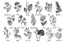 Hand Drawn Monochrome Set Of Medicinal Herbs
