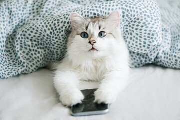 Wall Mural - White cat with blue eyes using smartphone in bed        